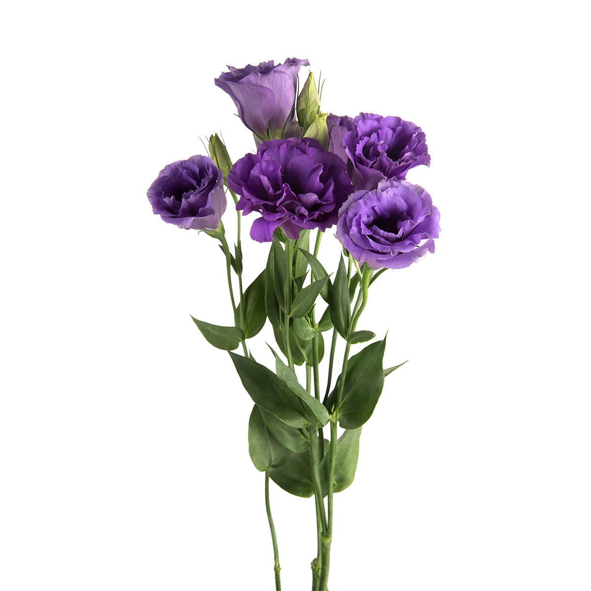 Lisianthus