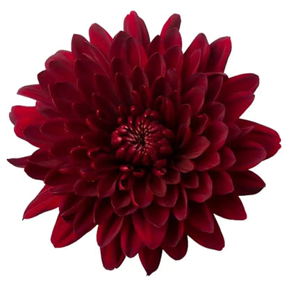 Chrysanthemum