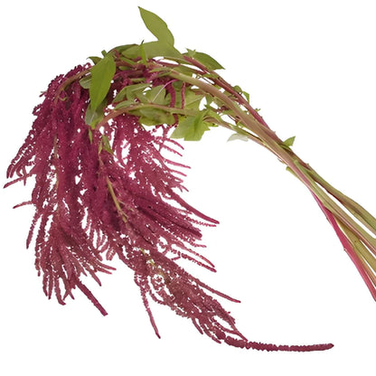 Amaranthus