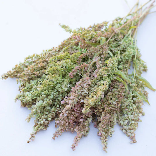Atriplex