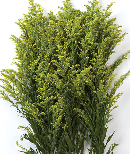 Solidago