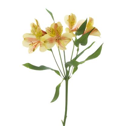 Alstroemeria