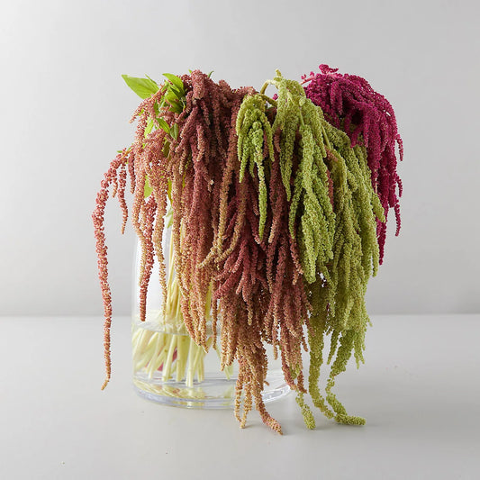 Amaranthus