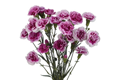 Spray Carnation