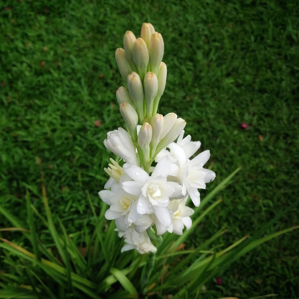 Tuberose Lily