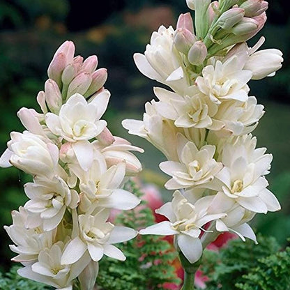 Tuberose Lily