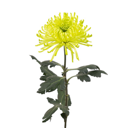 Chrysanthemum