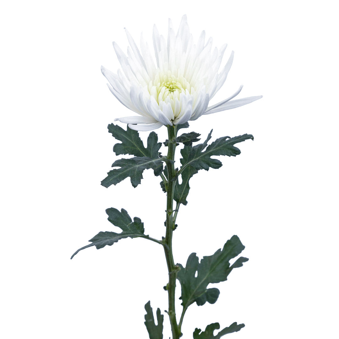 Chrysanthemum