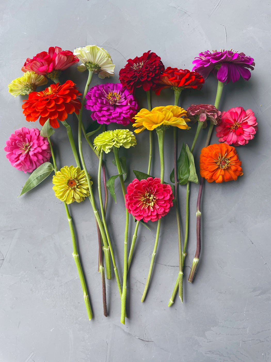 Zinnias