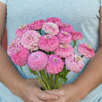 Zinnias