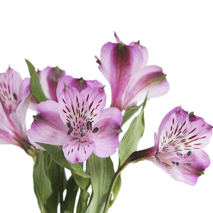 Alstroemeria