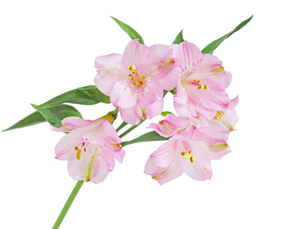 Alstroemeria