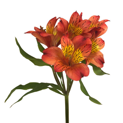 Alstroemeria