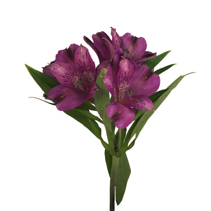 Alstroemeria