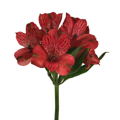 Alstroemeria