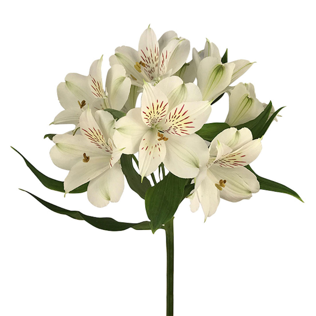 Alstroemeria