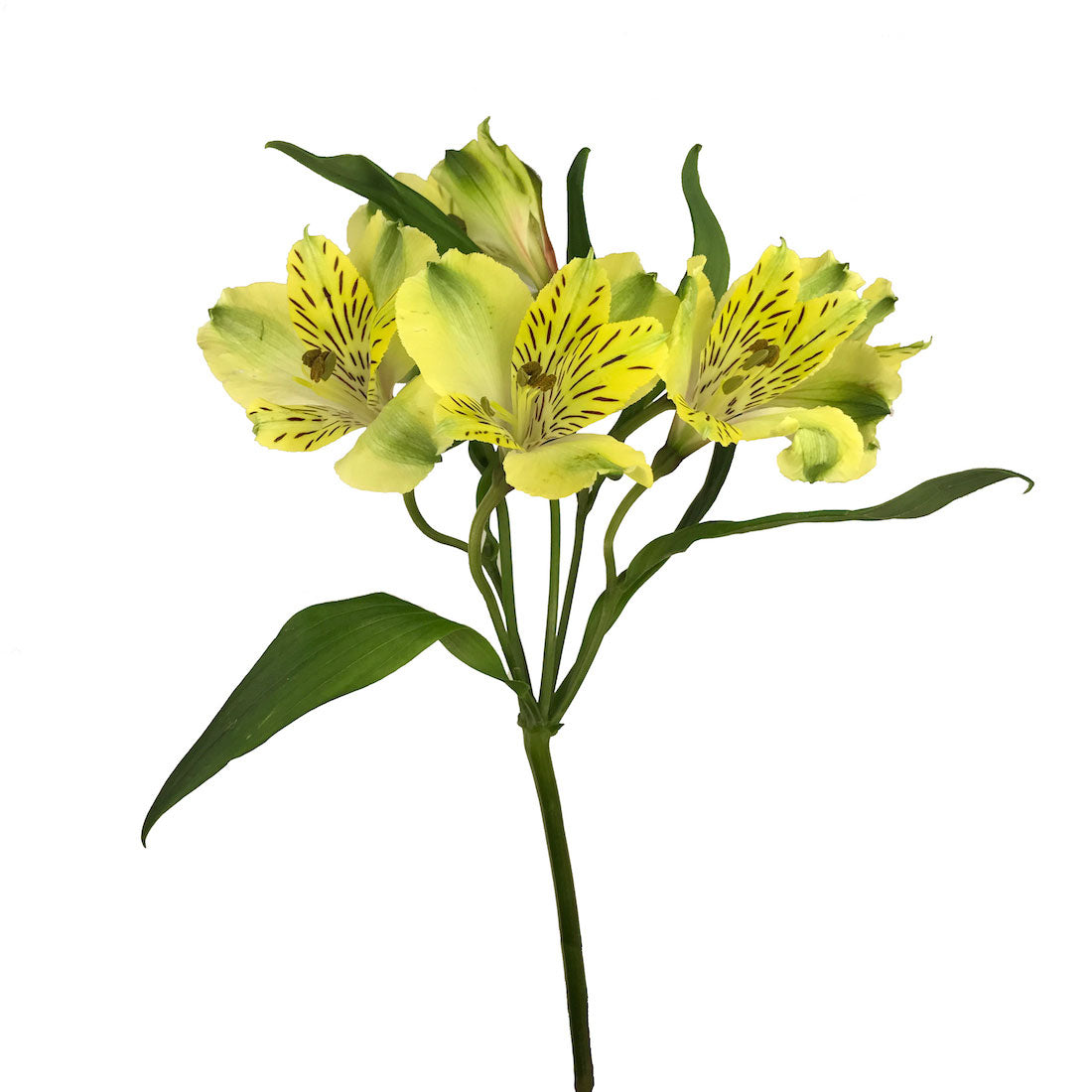 Alstroemeria