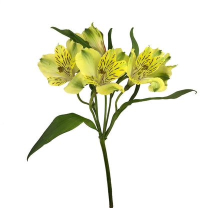 Alstroemeria