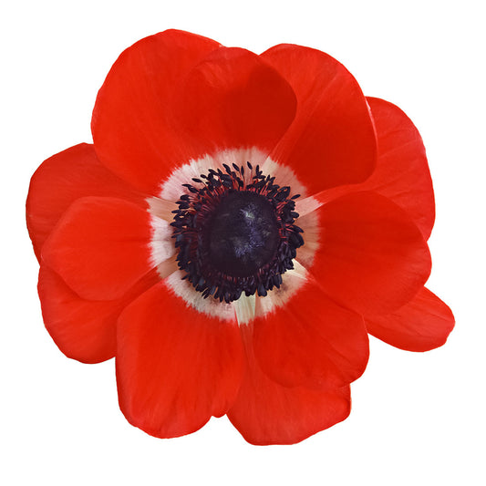 Anemone (Poppy)