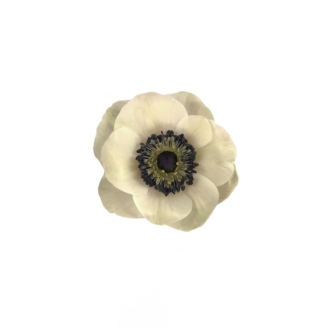 Anemone (Poppy)