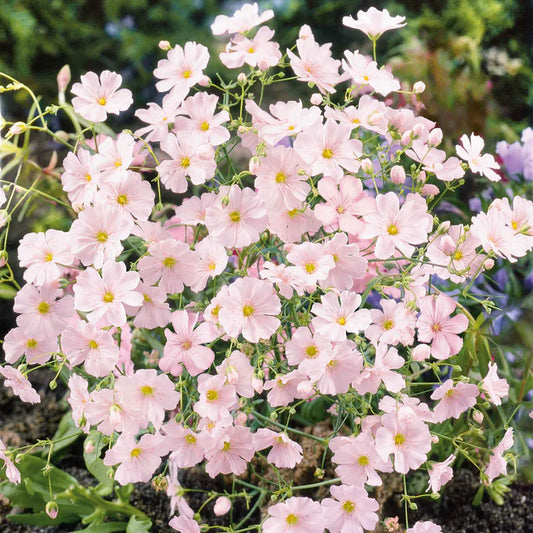 Jasmine (Baby’s Breath)
