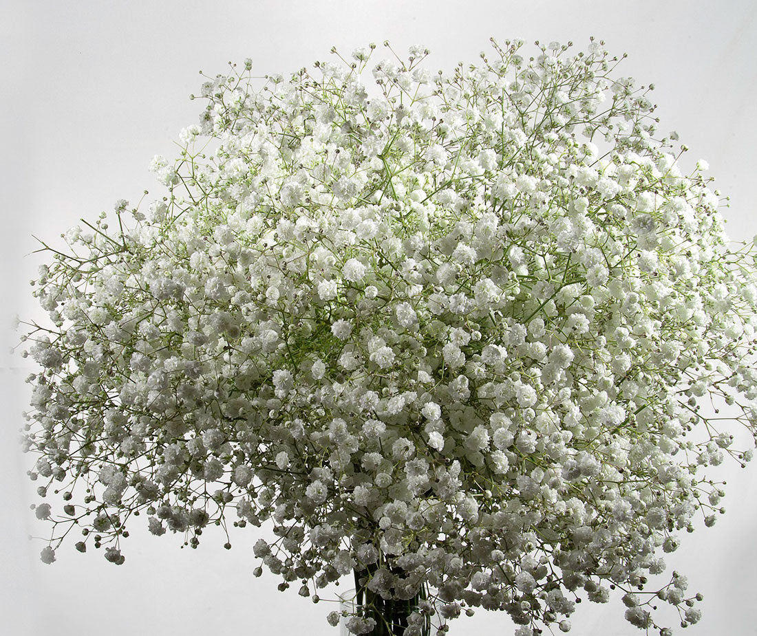 Gypsophila (Baby’s Breath)