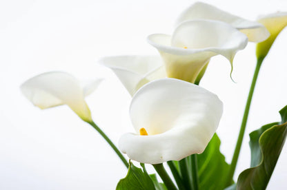 Calla Lily