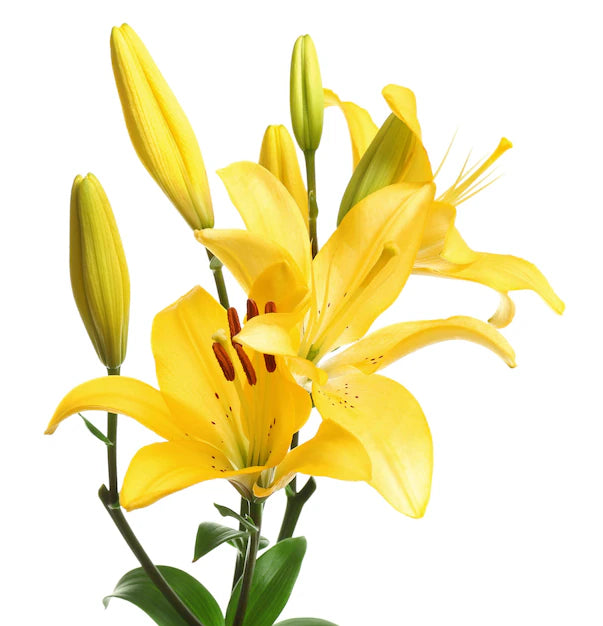 Lilium  Asiatic