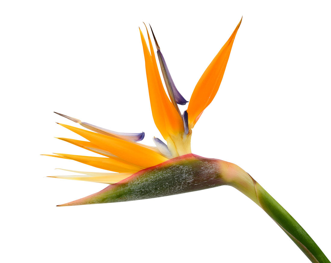 Bird of Paradise