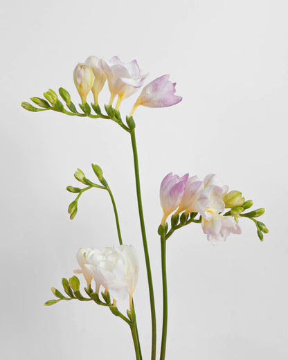 Freesia