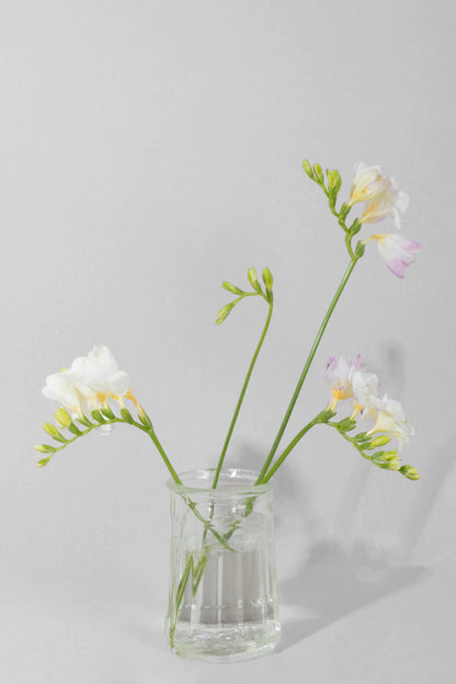 Freesia