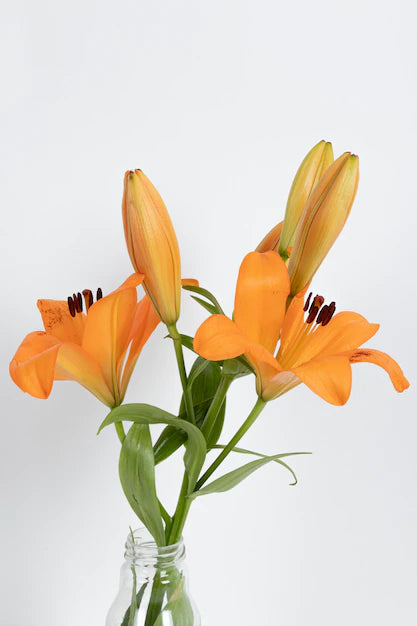 Lilium  Asiatic