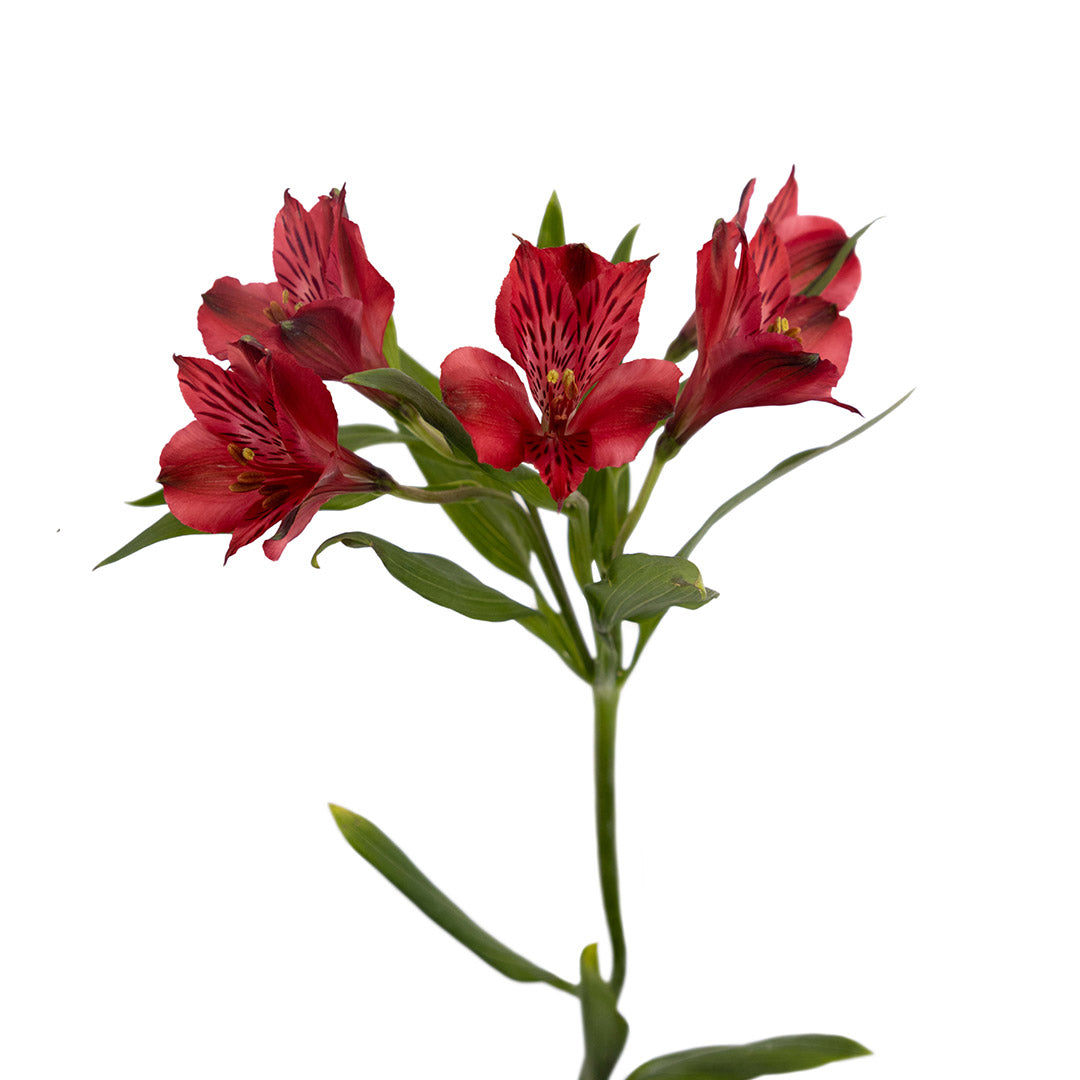 Alstroemeria