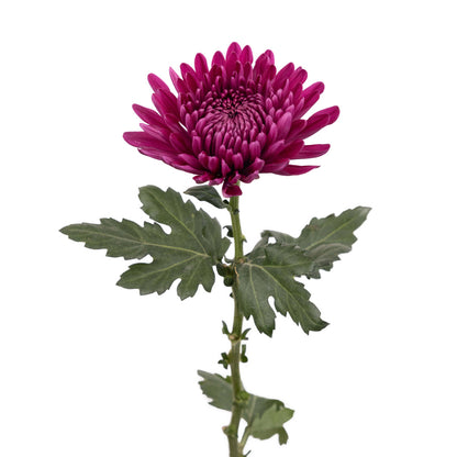 Chrysanthemum