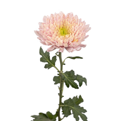 Chrysanthemum