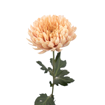 Chrysanthemum