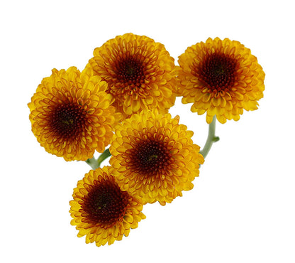 Button (Chrysanthemum)