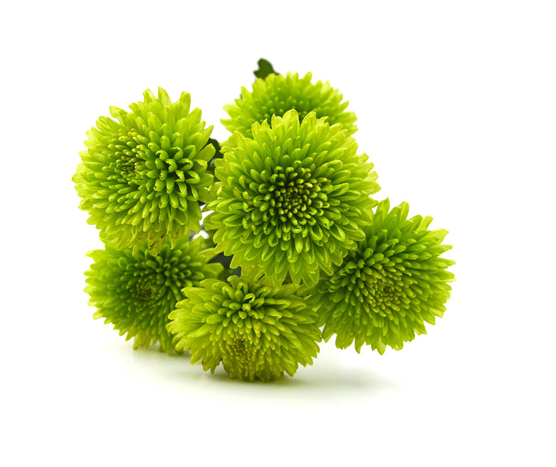 Button (Chrysanthemum)