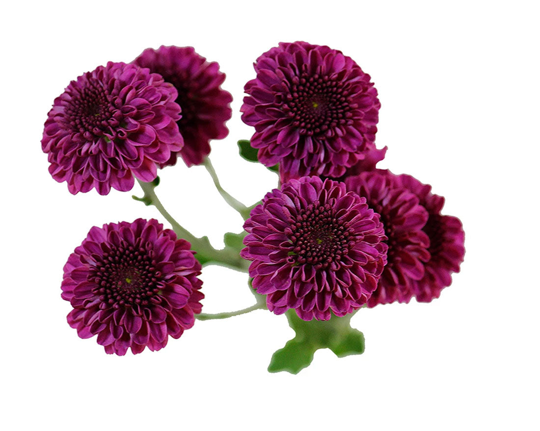 Button (Chrysanthemum)