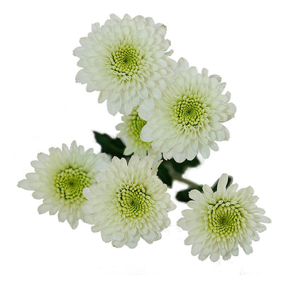 Button (Chrysanthemum)