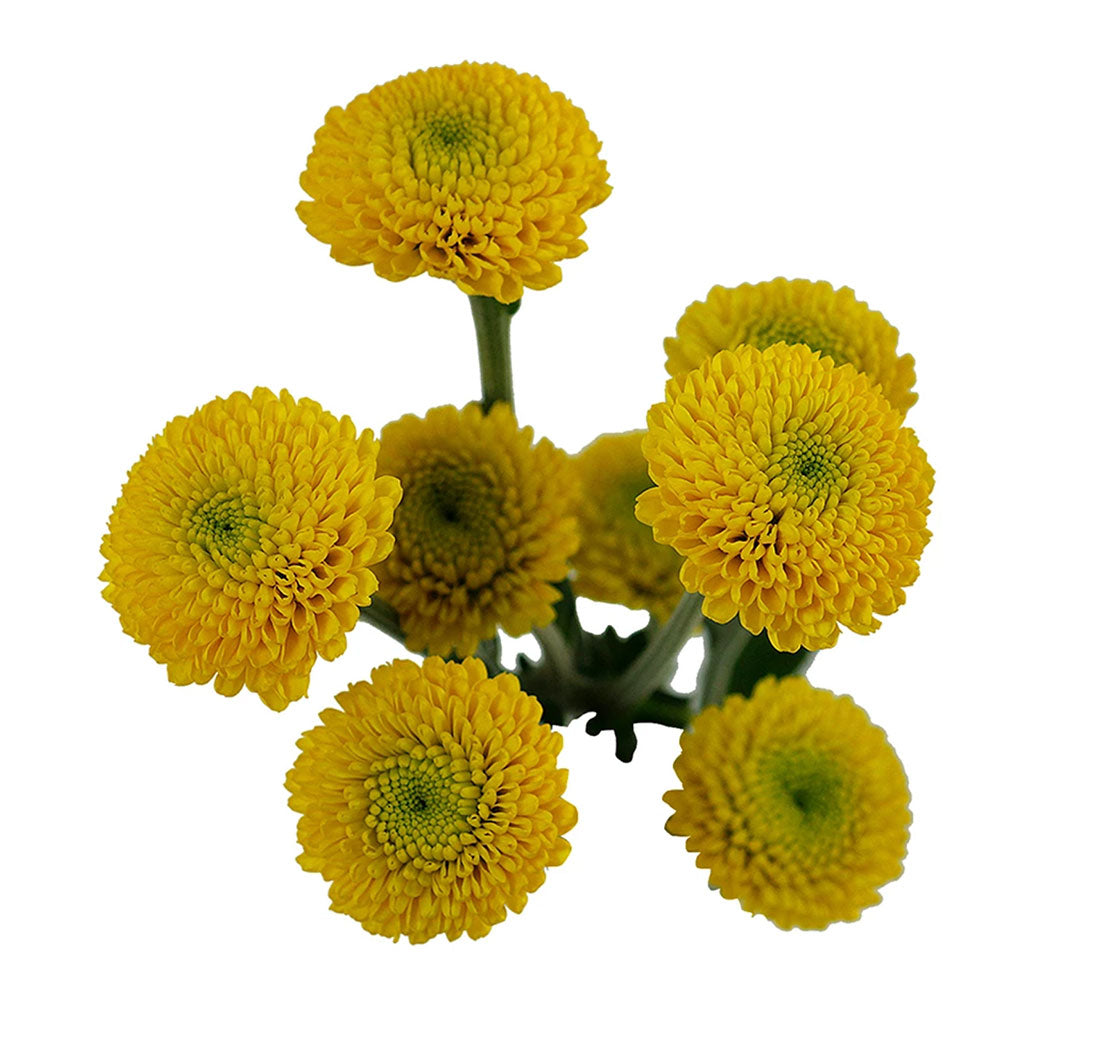 Button (Chrysanthemum)