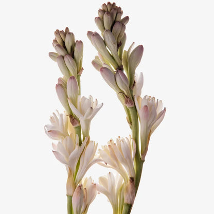 Tuberose Lily