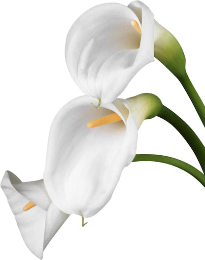 Calla Lily