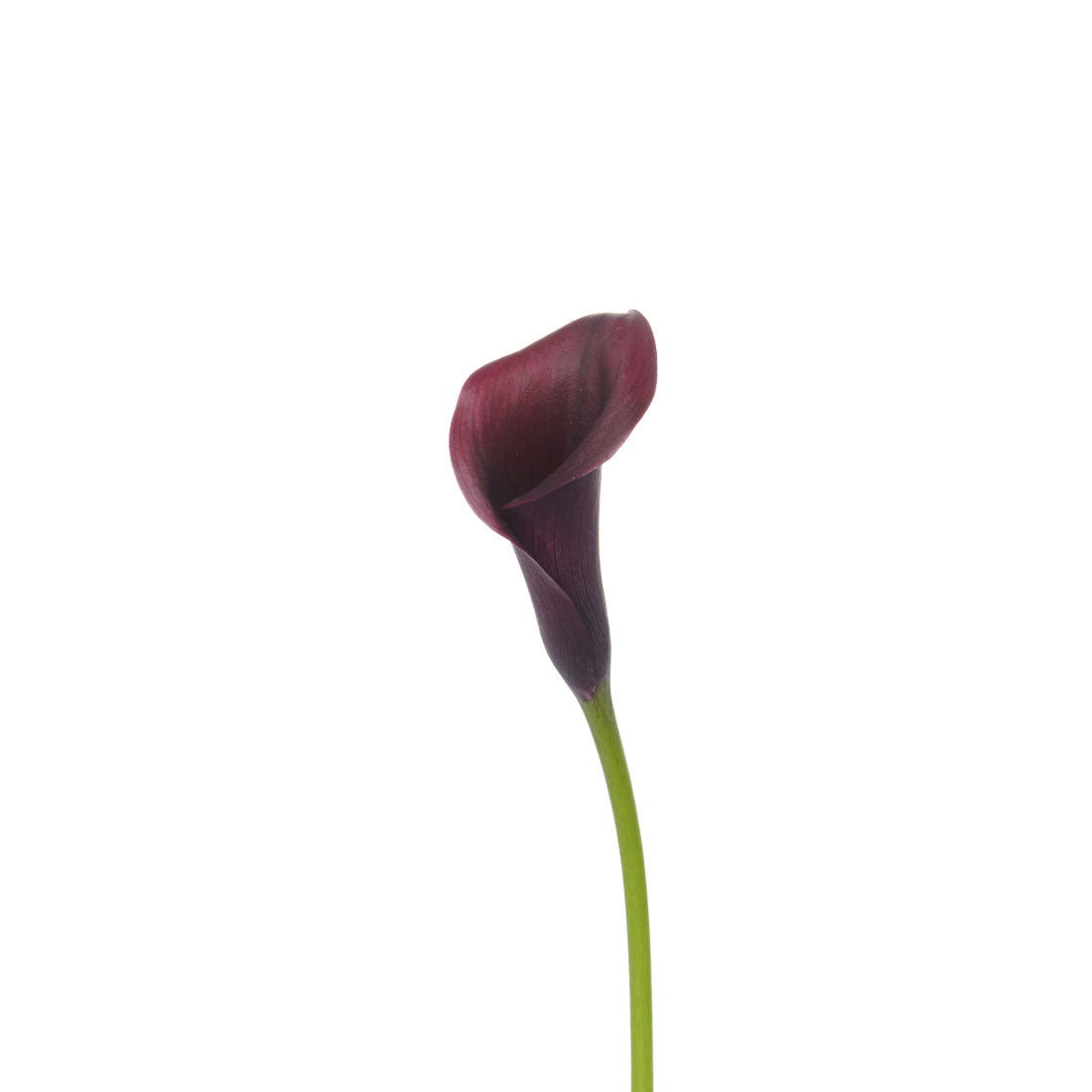 Calla Lily