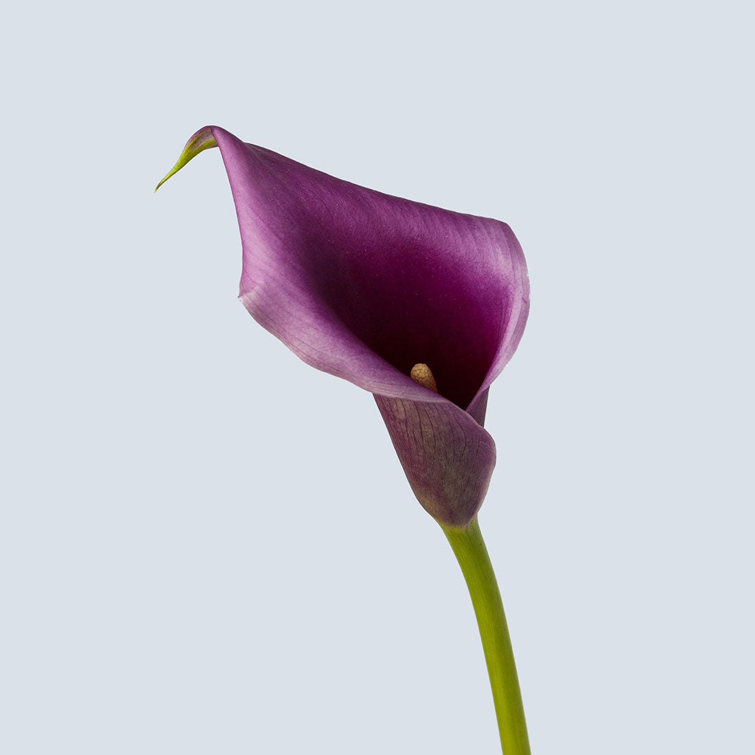 Calla Lily