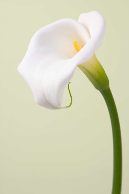 Calla Lily