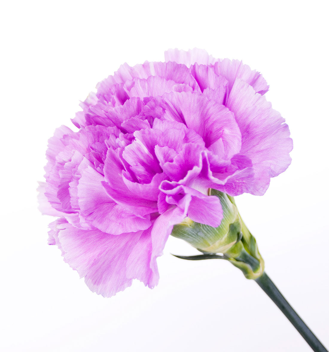 Spray Carnation