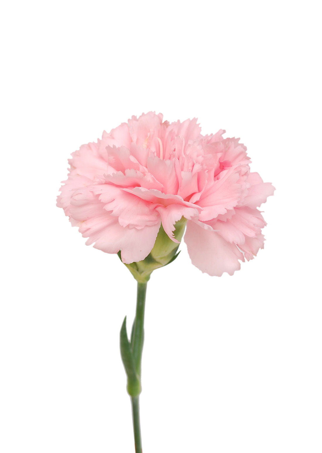 Spray Carnation