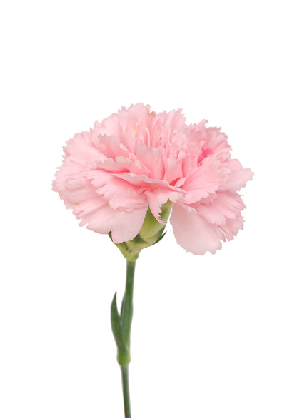 Spray Carnation