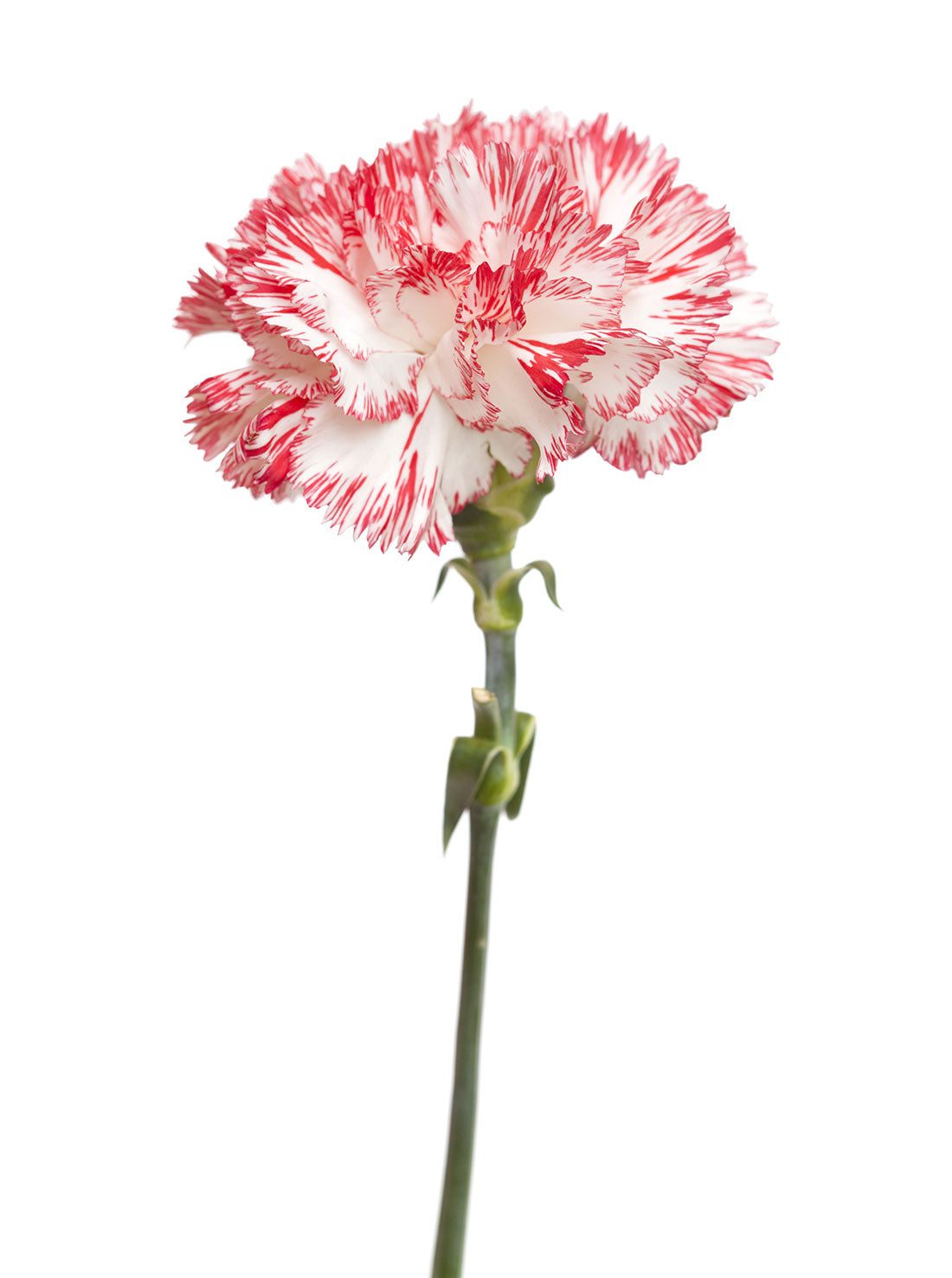 Spray Carnation